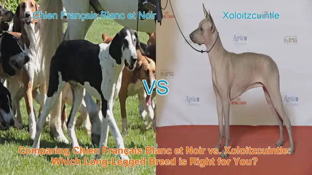 Video thumbnail for Comparing Chien Français Blanc et Noir vs. Xoloitzcuintle: Which Long-Legged Breed is Right for You?