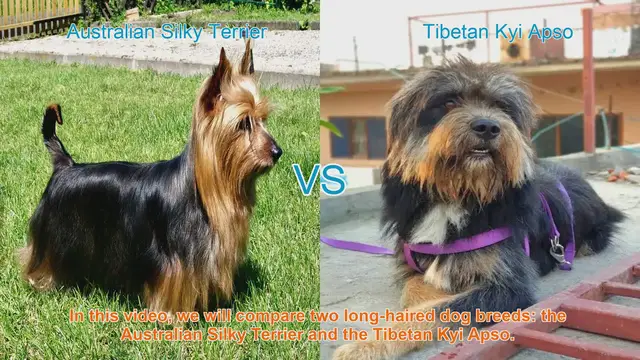 Video thumbnail for Comparing Australian Silky Terrier and Tibetan Kyi Apso: Breed Breakdown