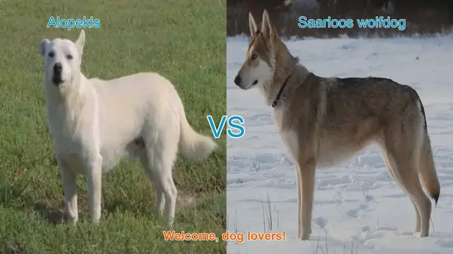 Video thumbnail for Alopekis vs. Saarloos Wolfdog: A Unique Breed Comparison