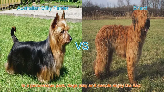 Video thumbnail for Comparing Australian Silky Terrier and Briard: A Guide for Dog Lovers