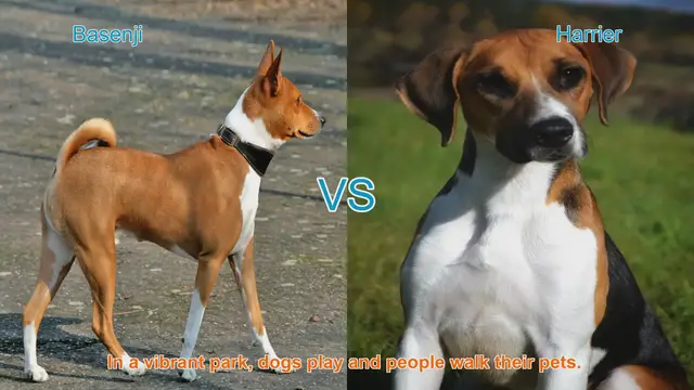Video thumbnail for Basenji vs. Harrier: A Comparison of Two Distinct Dog Breeds