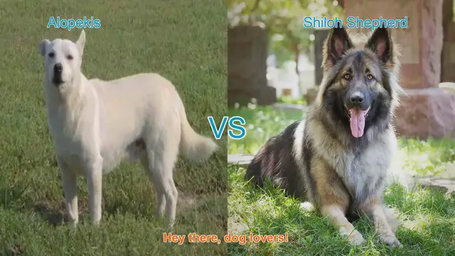 Video thumbnail for Alopekis vs. Shiloh Shepherd: A Comparative Guide for Dog Lovers