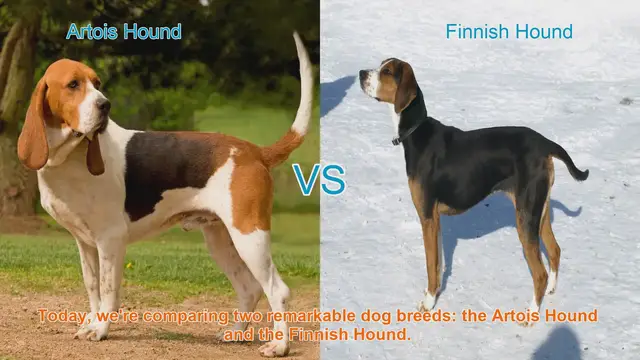 Video thumbnail for Artois Hound vs. Finnish Hound: A Comparison of Remarkable Dog Breeds