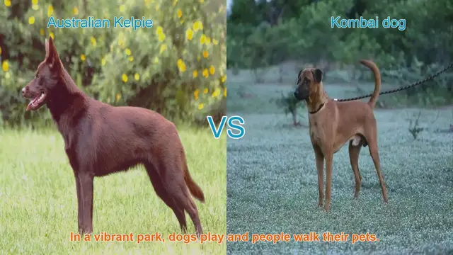 Video thumbnail for Comparing Australian Kelpie and Kombai Dog Breeds