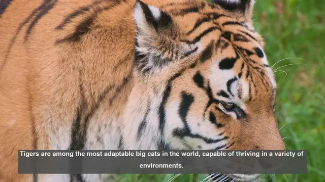 Video thumbnail for 10 Diverse Habitats Where Tigers Thrive