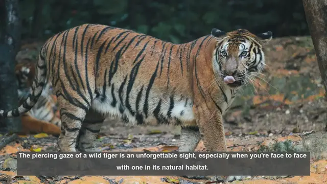 Video thumbnail for 10 Extraordinary Tiger Encounters by Field Researchers