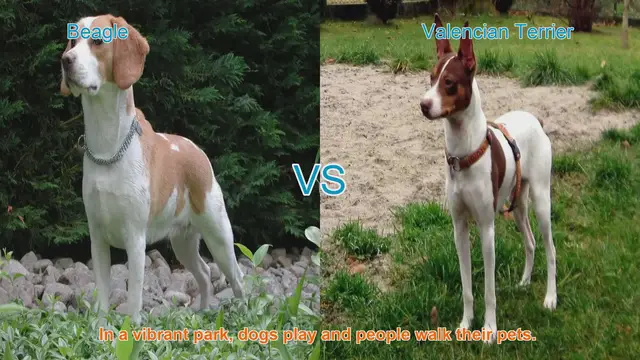 Video thumbnail for Beagle vs. Valencian Terrier: A Comparison of Beloved Dog Breeds