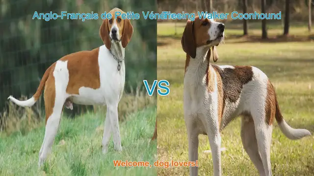 Video thumbnail for Comparing Anglo-Français de Petite Vénerie and Treeing Walker Coonhound: A Dog Lover's Guide