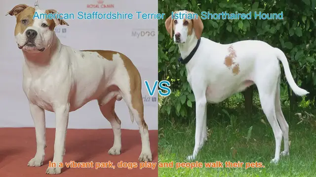 Video thumbnail for Comparing American Staffordshire Terrier and Istrian Shorthaired Hound: Which Breed is Right for You?