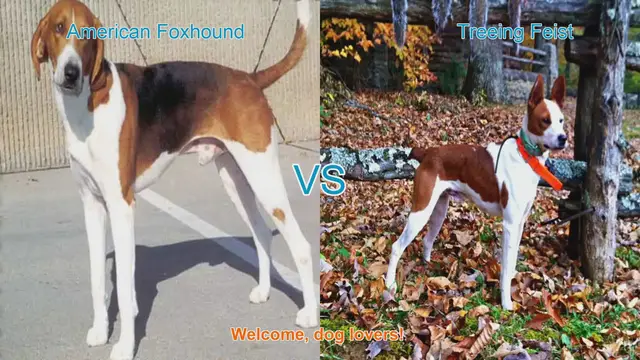 Video thumbnail for American Foxhound vs. Treeing Feist: A Comprehensive Breed Comparison