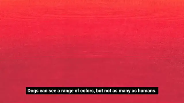 Video thumbnail for how many colors can dogs see