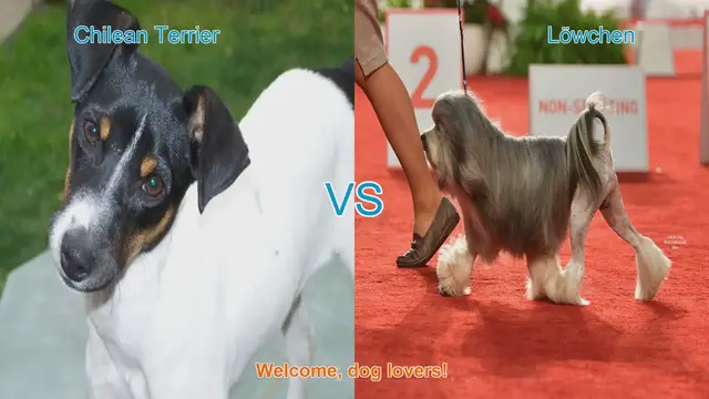 Video thumbnail for Chilean Terrier vs. Löwchen: A Comprehensive Breed Comparison