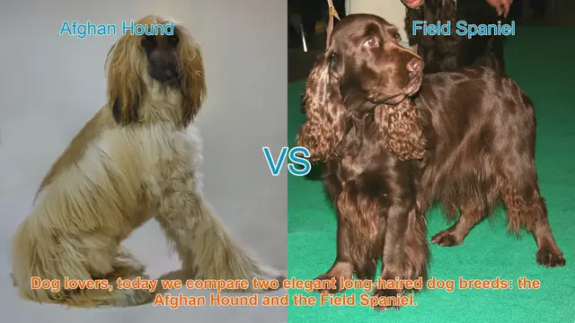 Video thumbnail for Afghan Hound vs. Field Spaniel: A Comparison of Elegant Long-Haired Dog Breeds
