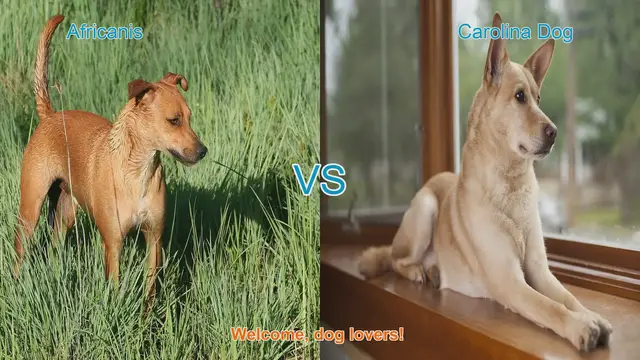 Video thumbnail for Africanis vs. Carolina Dog: A Comparative Guide