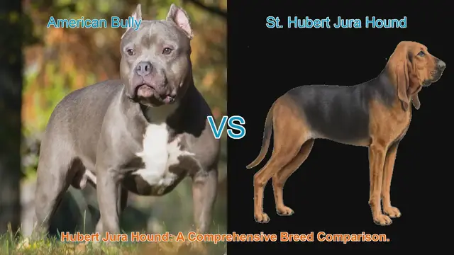 Video thumbnail for American Bully vs. St. Hubert Jura Hound: A Comprehensive Breed Comparison
