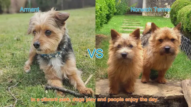 Video thumbnail for Armant vs. Norwich Terrier: A Comparative Guide