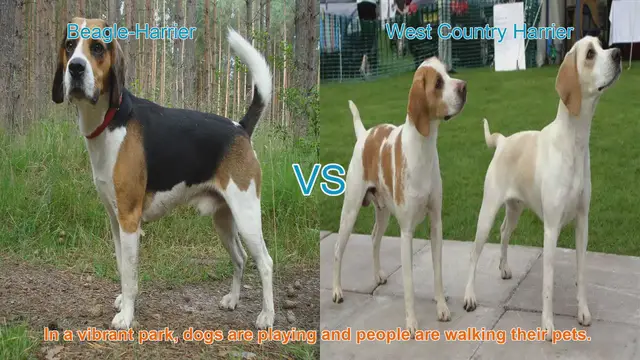Video thumbnail for Comparing Beagle-Harrier and West Country Harrier Dog Breeds