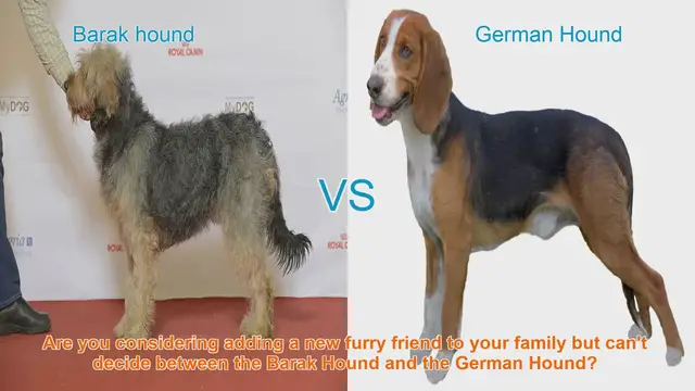 Video thumbnail for Barak Hound vs. German Hound: Choosing the Right Breed for Your Family