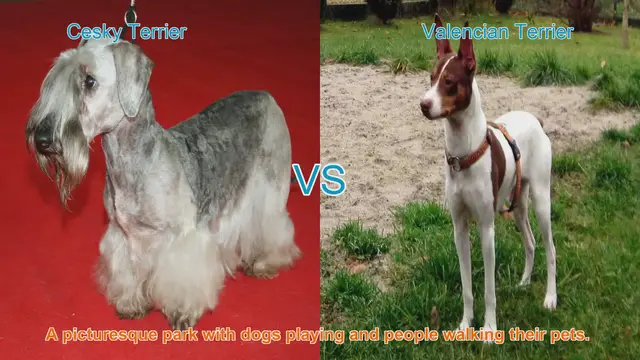 Video thumbnail for Exploring the Cesky Terrier and Valencian Terrier: A Guide to Two Unique Dog Breeds