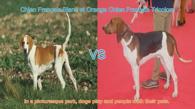 Video thumbnail for Comparing Chien Français Blanc et Orange vs. Chien Français Tricolore: A Breed Comparison