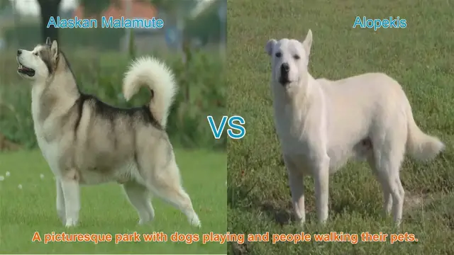 Video thumbnail for Alaskan Malamute VS Alopekis