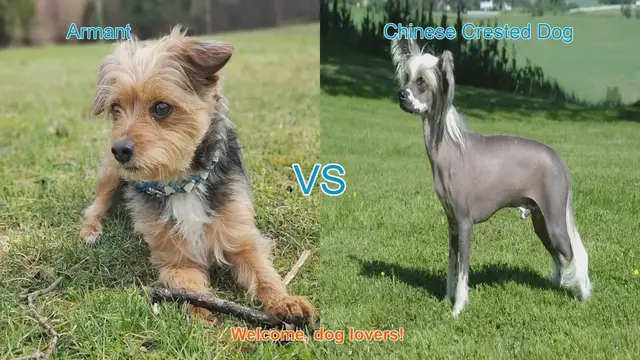 Video thumbnail for Armant vs. Chinese Crested Dog: A Breed Comparison
