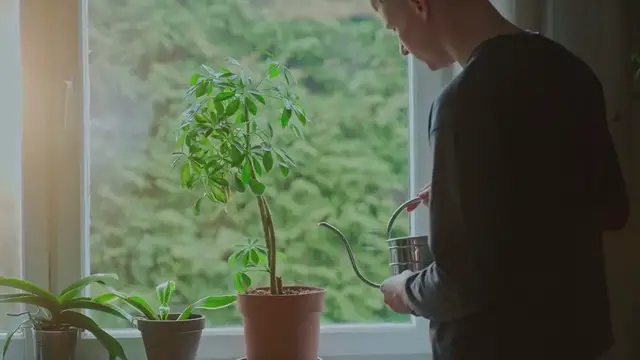 Video thumbnail for How to Grow Homalomena Selby in Your Home Garden