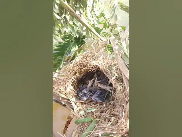 'Video thumbnail for Babies Bird Cries Feed Eat (EP-93)  #birds #nature #birdfeeding #birdwatching'