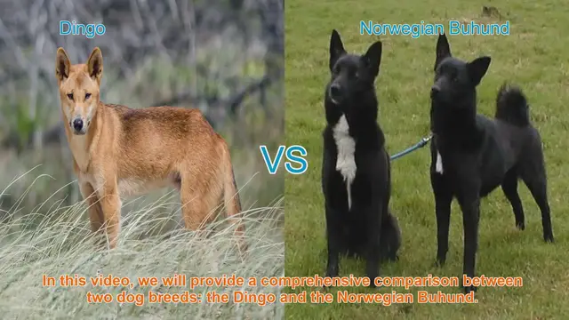 Video thumbnail for Dingo vs. Norwegian Buhund: A Comprehensive Breed Comparison