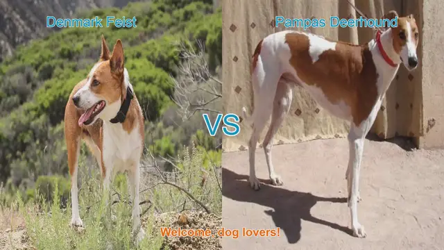 Video thumbnail for Dog Breed Showdown: Denmark Feist vs. Pampas Deerhound