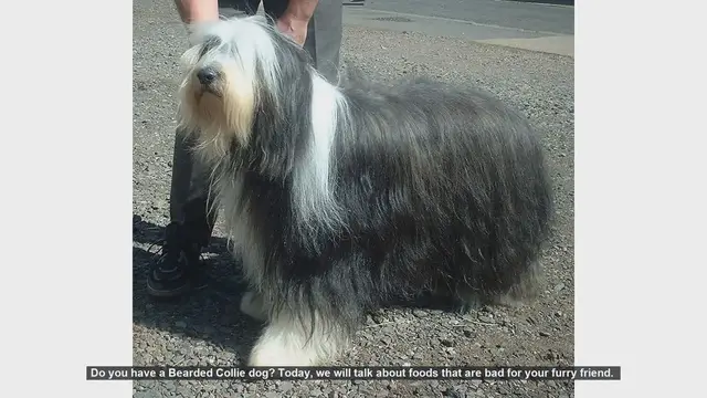 Video thumbnail for Dangerous Foods for Your Bearded Collie: Keep Your Dog Safe!
