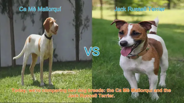 Video thumbnail for Dog Breed Comparison: Ca Mè Mallorquí vs. Jack Russell Terrier