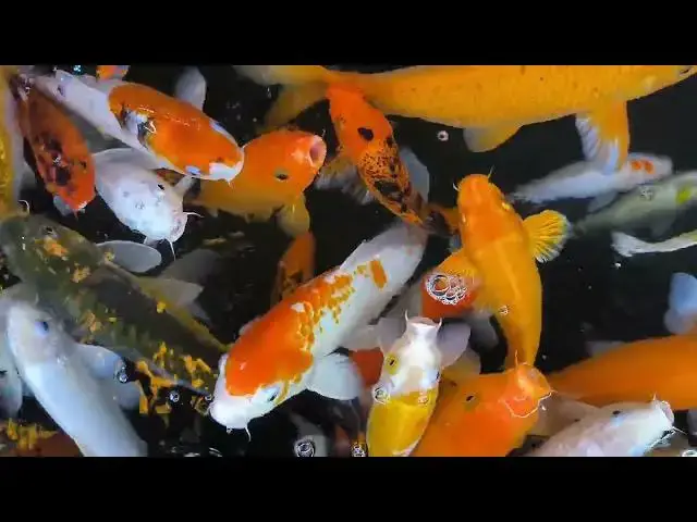 Video thumbnail for Koi Fish Health: Identifying and Managing VHS