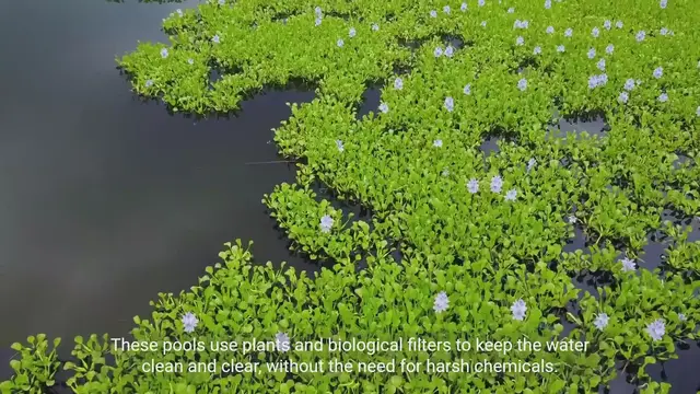 Video thumbnail for Creating Chemical-Free Oasis