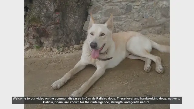 Video thumbnail for Common Health Issues in Can de Palleiro Dogs: Prevention and Management