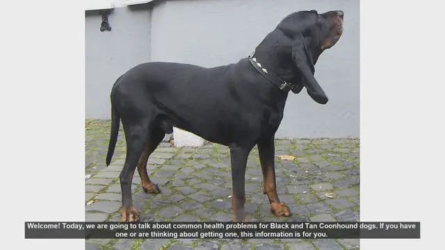 Video thumbnail for Common Health Problems in Black and Tan Coonhounds