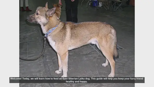 Video thumbnail for How to Feed Your East Siberian Laika: A Complete Guide