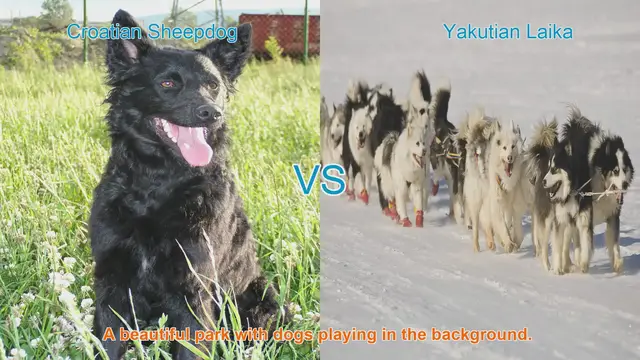 Video thumbnail for Comparing Croatian Sheepdog and Yakutian Laika: Origins, Characteristics, and Temperament