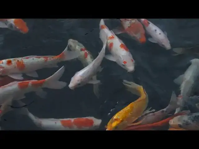 Video thumbnail for Koi Fish Breeding: Line Breeding Benefits and Risks