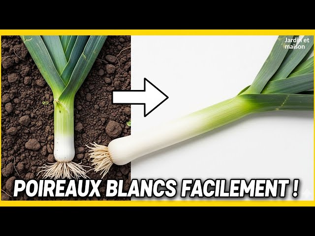 Video thumbnail for Le Secret des Jardiniers : Quand et Comment Butter les Poireaux ?