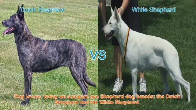 Video thumbnail for Dutch Shepherd vs. White Shepherd: A Comparison of Two Loyal Dog Breeds