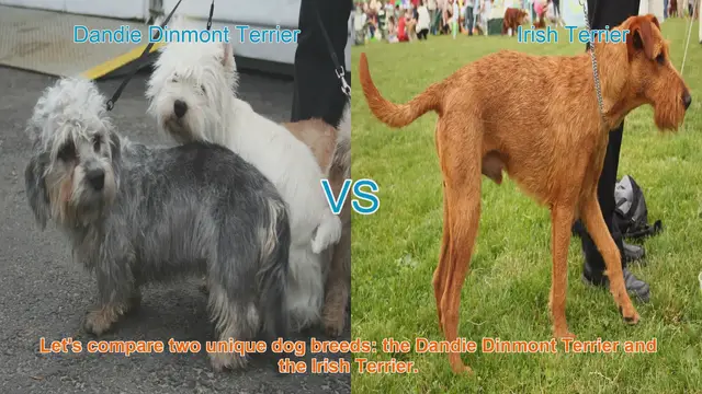 Video thumbnail for Comparing Dandie Dinmont Terrier vs. Irish Terrier: Origins, Appearance, Temperament, and Care