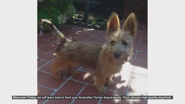 Video thumbnail for How to Properly Feed Your Australian Terrier