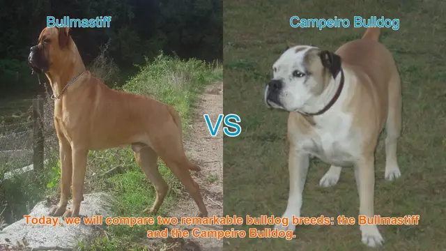 Video thumbnail for Bullmastiff vs. Campeiro Bulldog: A Comparison of Two Remarkable Breeds