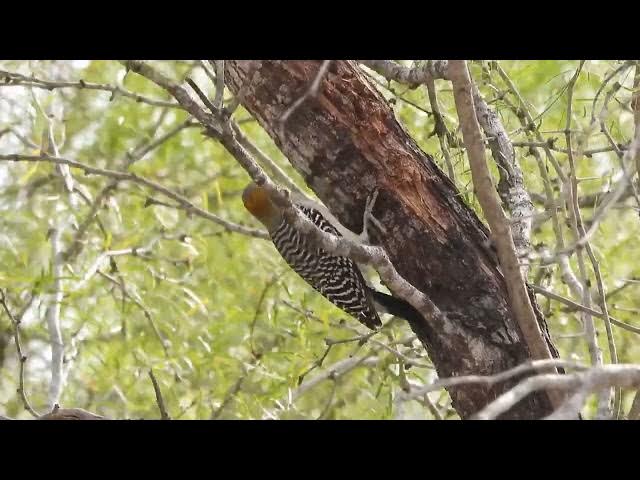 Video thumbnail for Pure Golden-fronted Woodpecker
