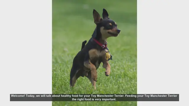 Video thumbnail for Healthy Food Tips for Your Toy Manchester Terrier