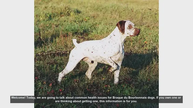 Video thumbnail for Common Health Issues in Braque du Bourbonnais Dogs