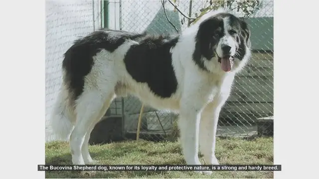 Video thumbnail for Common Health Issues in Bucovina Shepherd Dogs and How to Manage Them