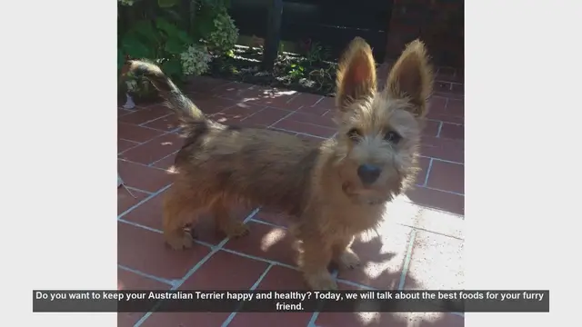 Video thumbnail for Top Foods to Keep Your Australian Terrier Happy and Healthy