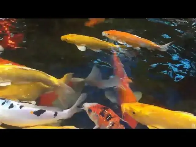 Video thumbnail for How Water Flow Affects Koi Fish Growth